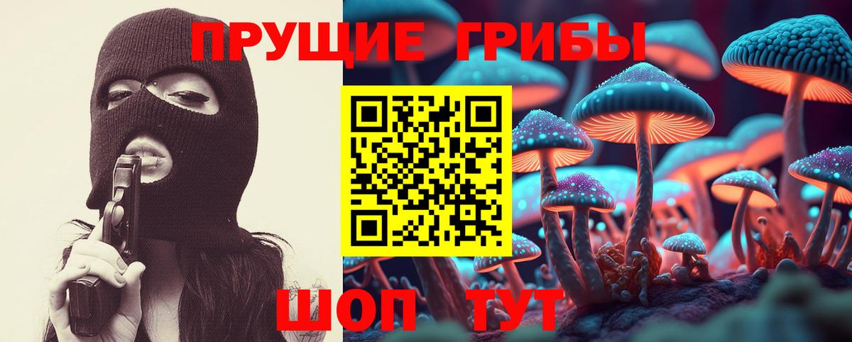 Псилоцибиновые грибы Psilocybe Кизилюрт